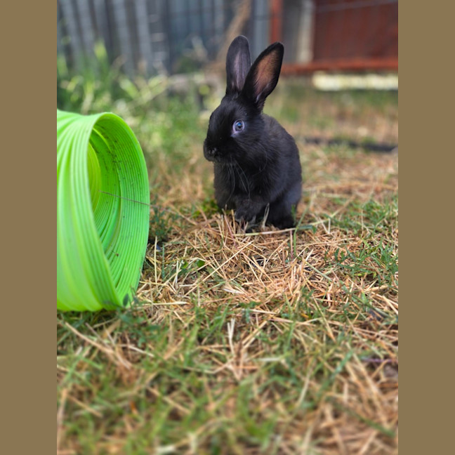 Photo of Kole & Zestful Wildy 