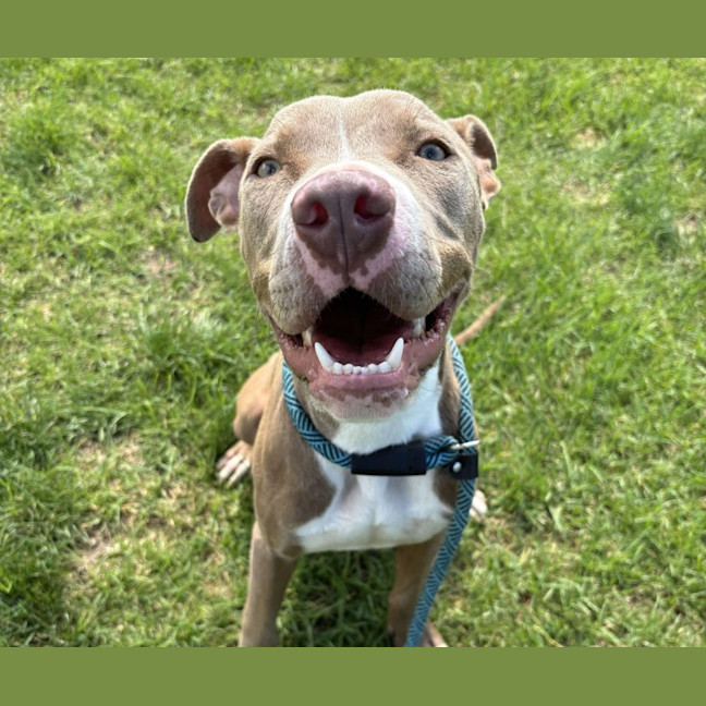 Photo of Dew Imp 2750