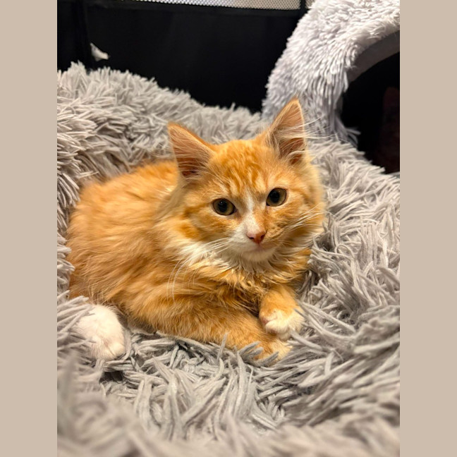 Photo of Theo