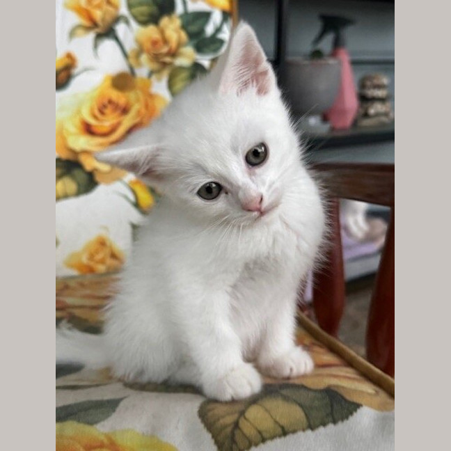 Photo of Mimi