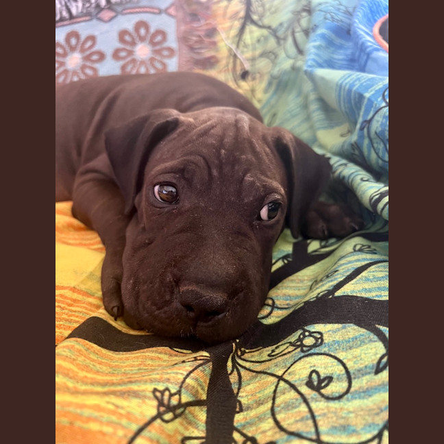 Photo of Lj (Lucille Junior)