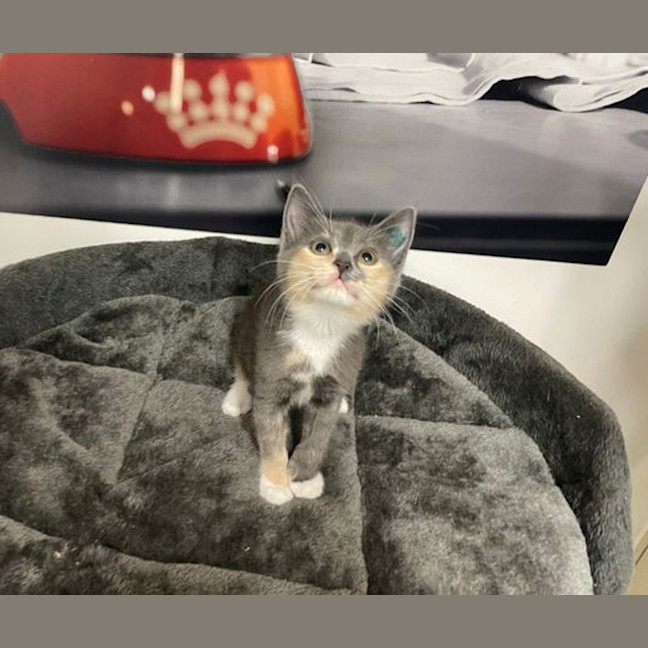 Photo of Peep