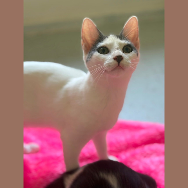 Photo of Pearline 