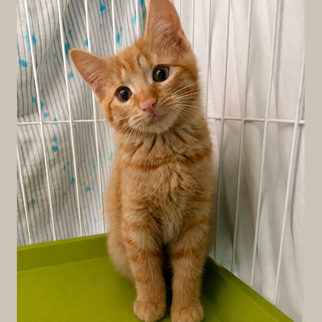 Photo of Panko