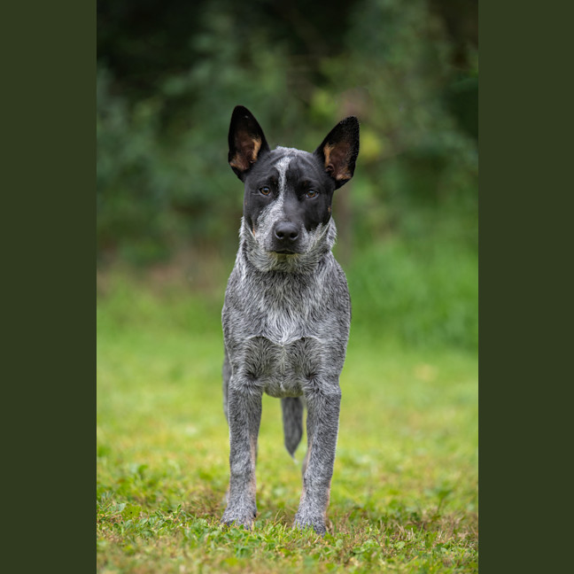 Photo of Rocket