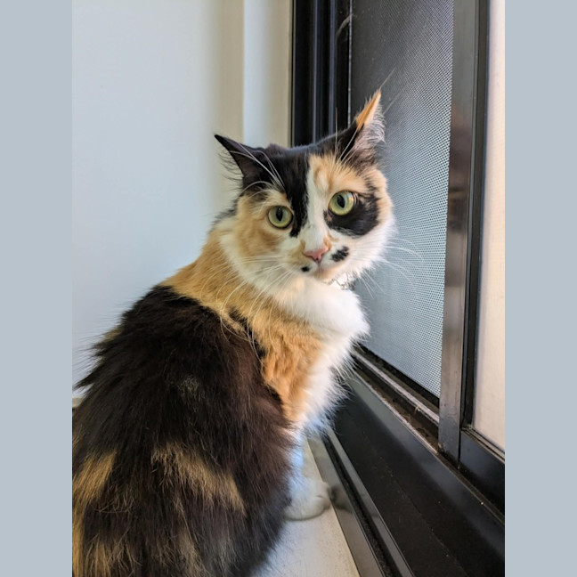Photo of Cali 