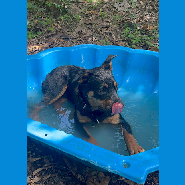 Photo of Moose (Ex Floyd)