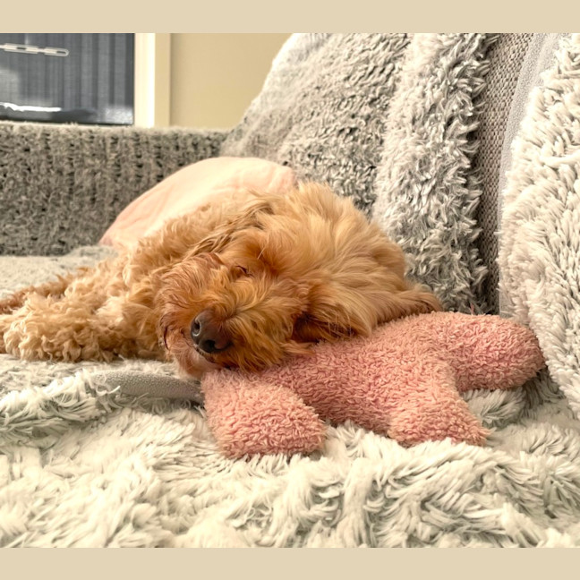 Photo of Sweet Little Faith