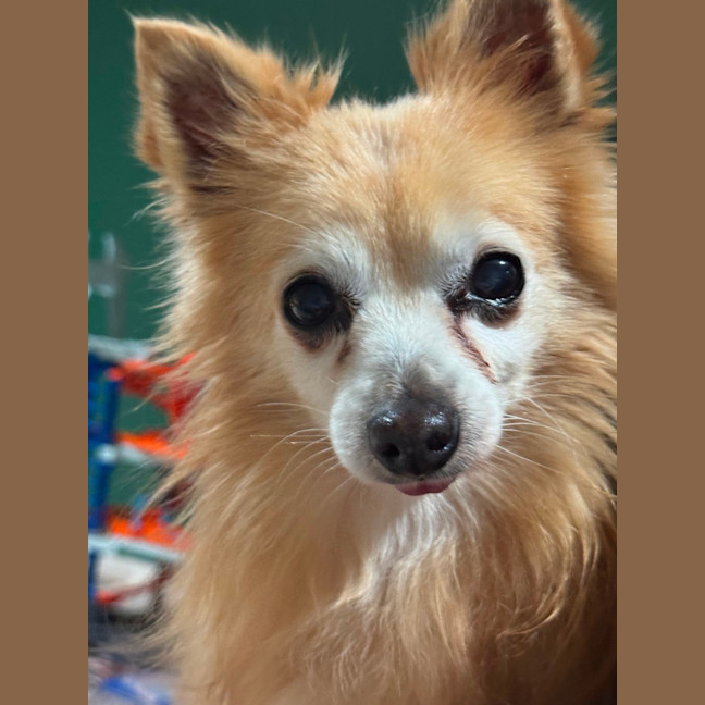 Photo of Coco