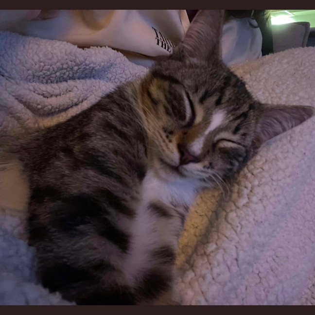 Photo of Narnia & Tumnus 