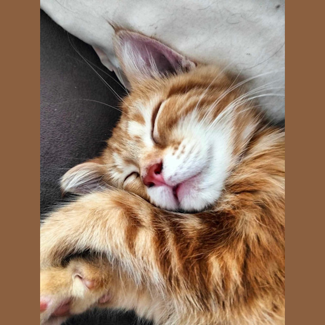 Photo of Savannah & Sahara