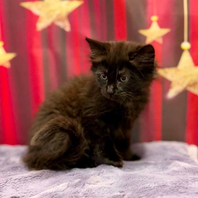 Photo of Kiki   Located In Kew