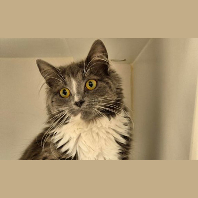 Photo of Trixie Meowttel