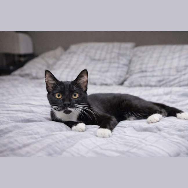 Photo of Buttons