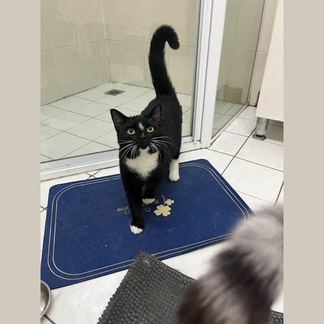 Photo of Johnny Utah   Available At Pet Quarters Rutherford