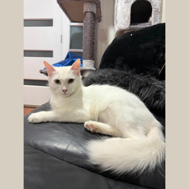 Photo of Luna