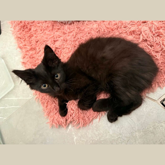 Photo of Salem *9 Lives Project Rescue*