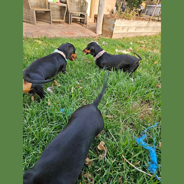 Photo of Frankie Elsie And Willow