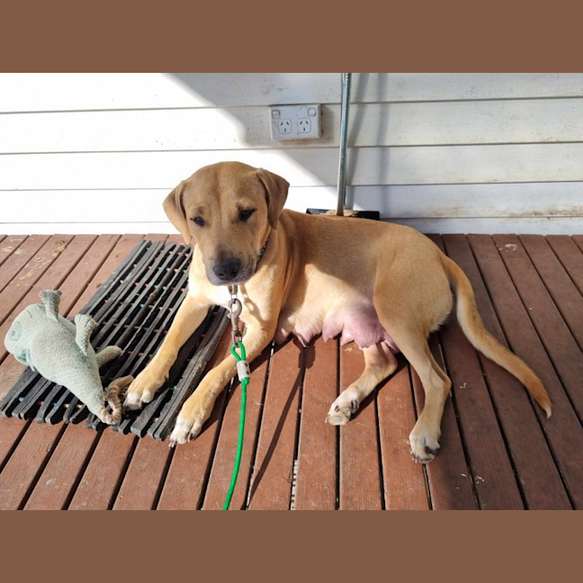 Photo of Nellie