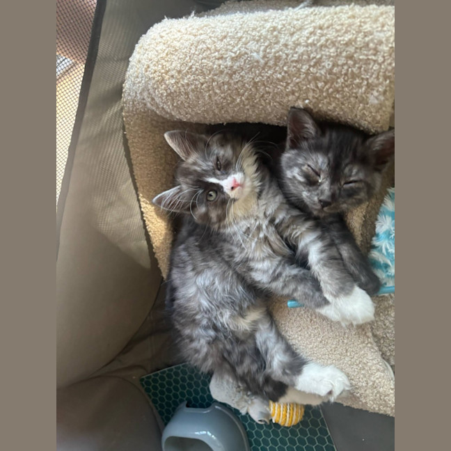 Photo of Mary Kate And Ashley