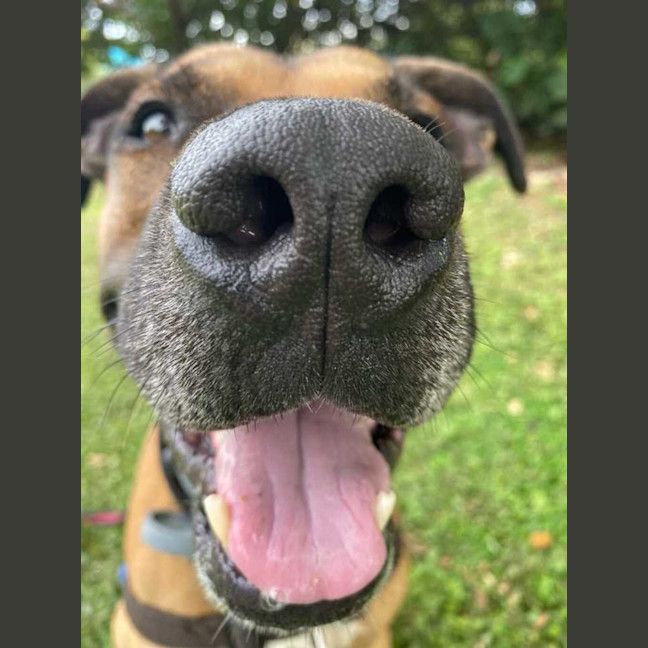 Photo of Diesel