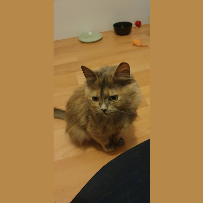 Photo of Bubbles