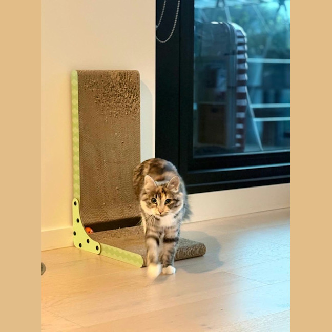 Photo of Jasmine