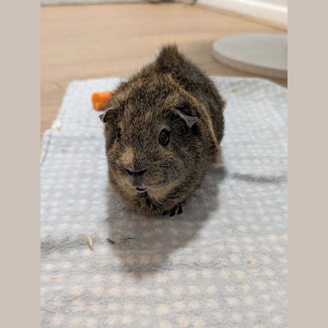 Photo of Snickers