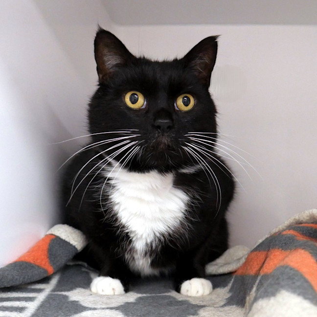 Photo of Ninja Sua012991