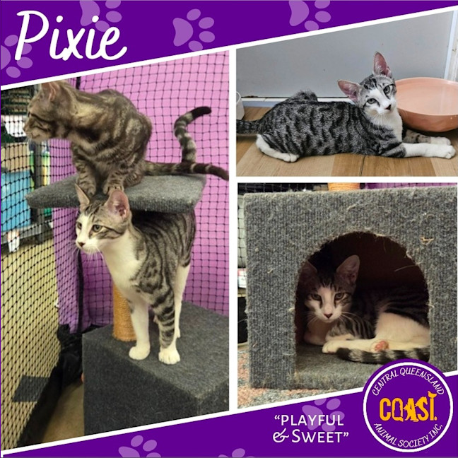 Photo of Pixie