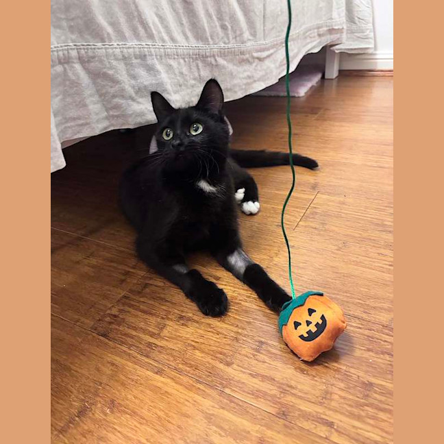 Photo of Soxie