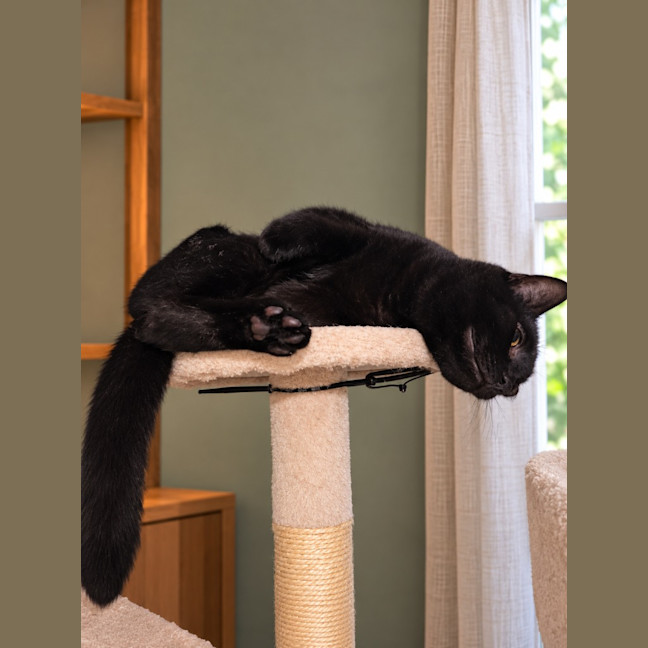 Photo of Toothless