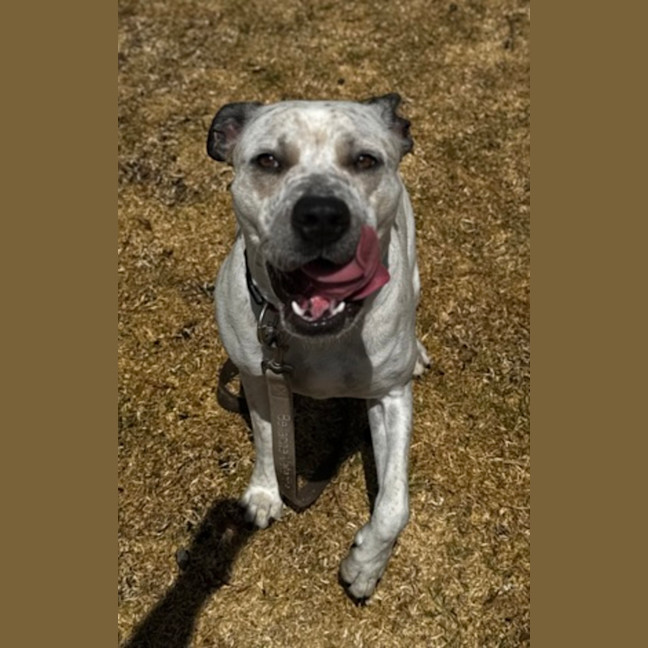 Photo of Billie (68128)