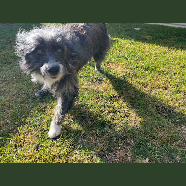 Photo of Alfie