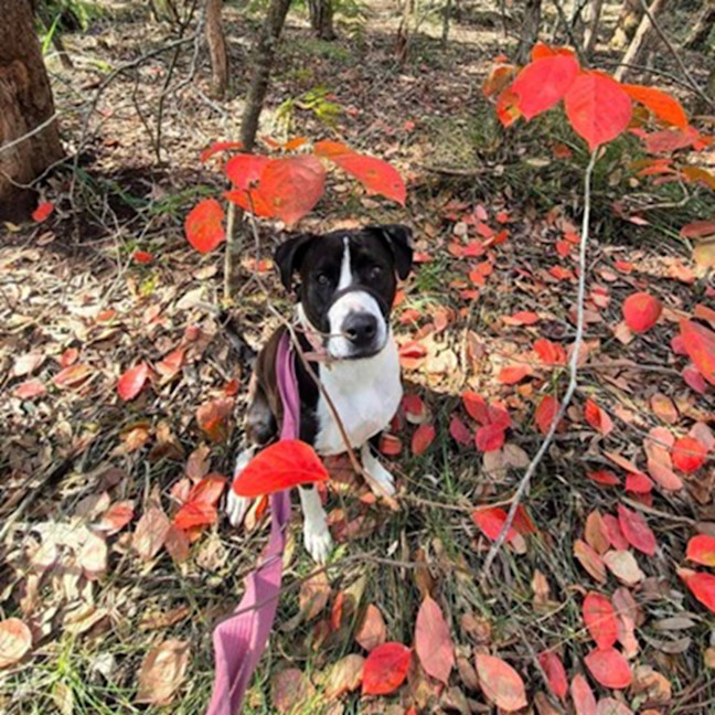 Photo of Jazzie *$150 Adoption Fee*