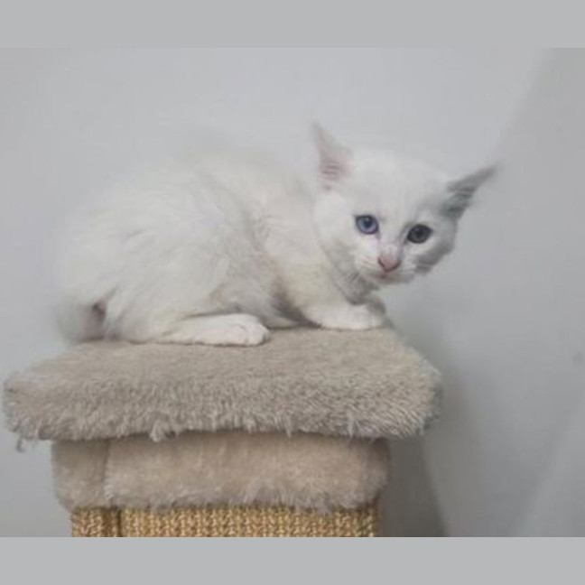 Photo of Frosty