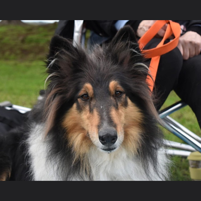 Photo of Odin
