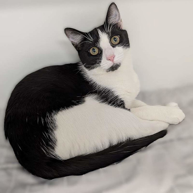 Photo of Otis