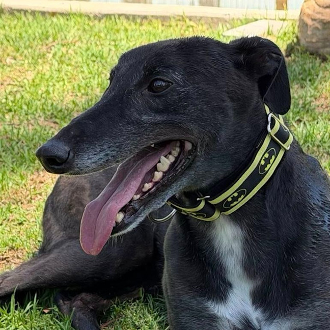 Photo of Fenton The Greyhound