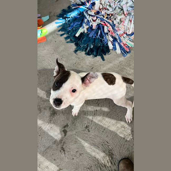 Photo of Sadie