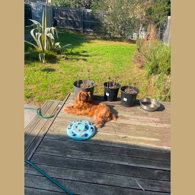 Photo of Muppet