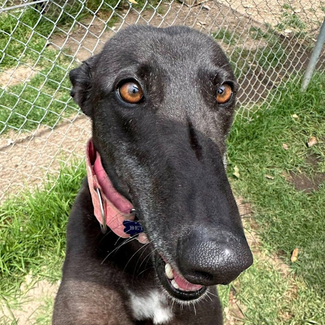 Photo of Betsy