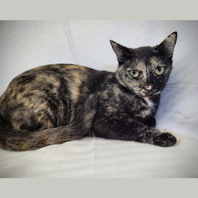 Photo of Lollipop 🍭