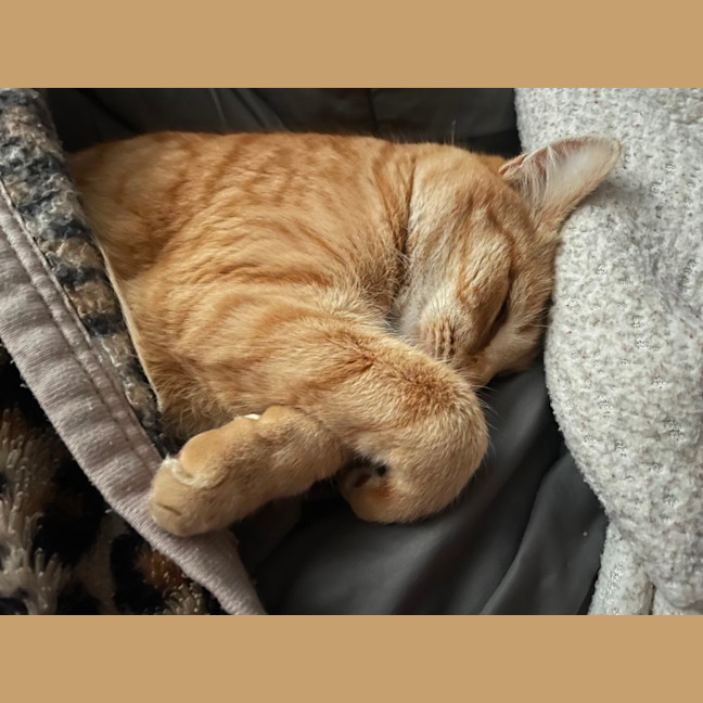 Photo of Gingerbread