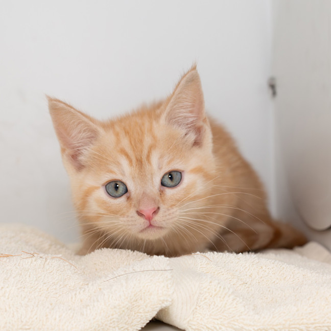 Photo of Taco