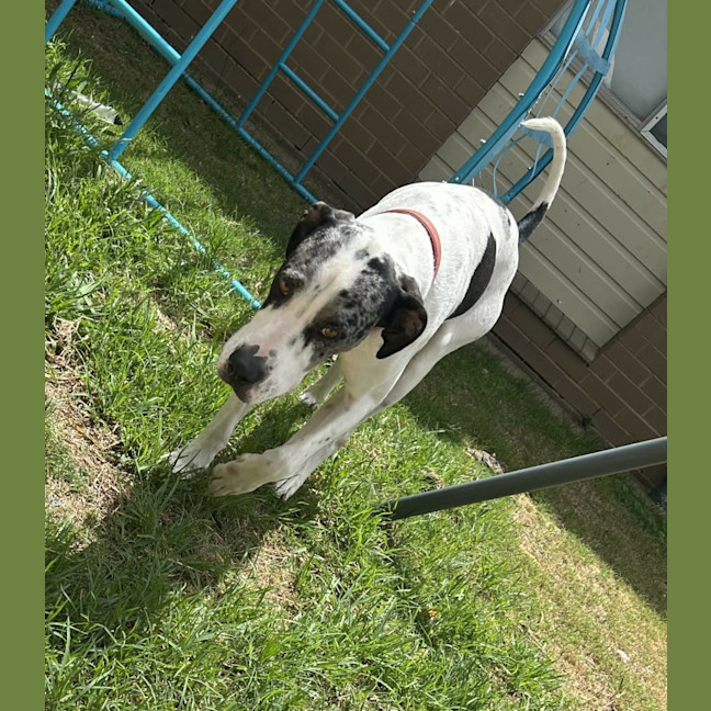 Photo of Rosco