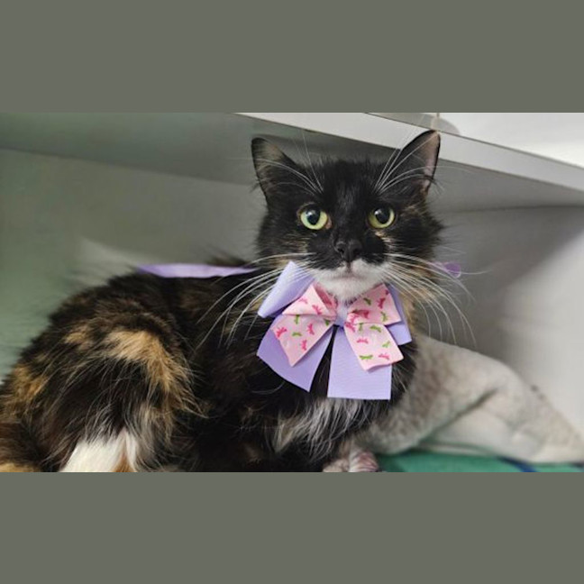 Photo of Princess 