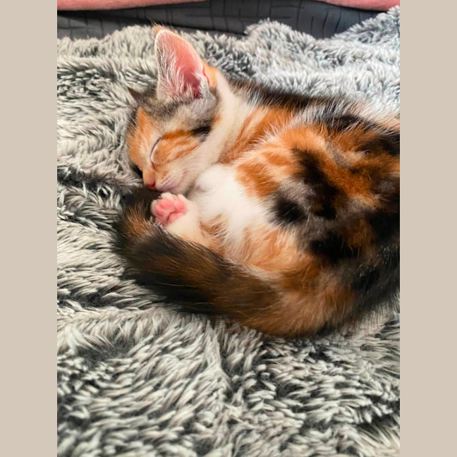 Photo of Ruby
