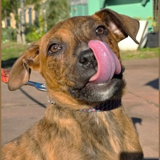 Photo of Soxy