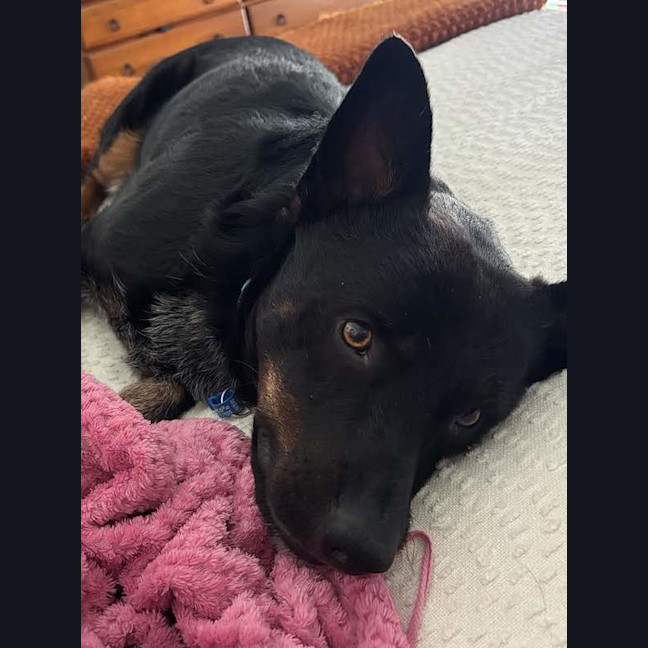 Photo of Buzz